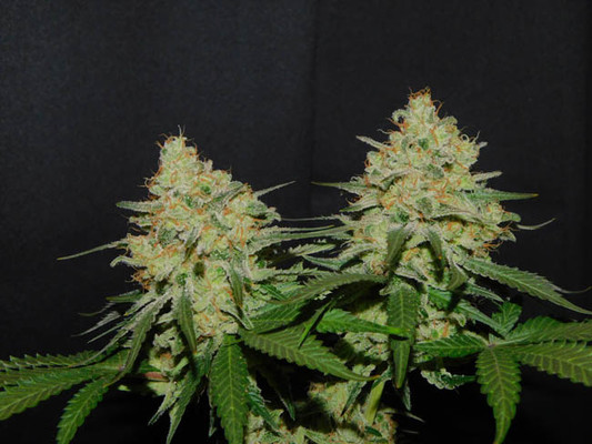 Spliff's Strawberry (Spliff Seeds) feminizowane