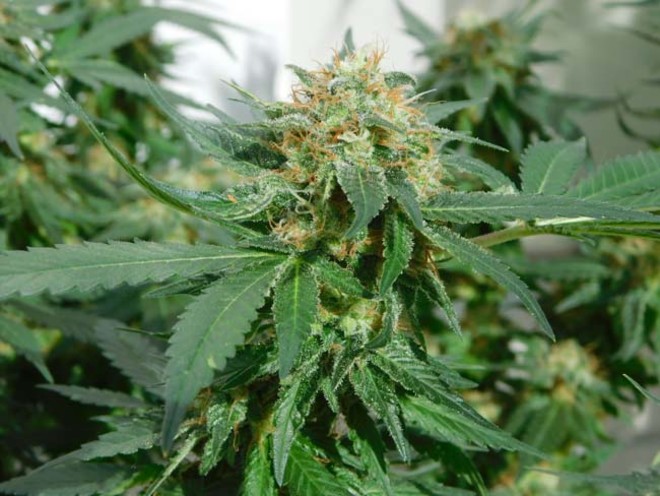 LA Affie (Cali Connection) feminizowane