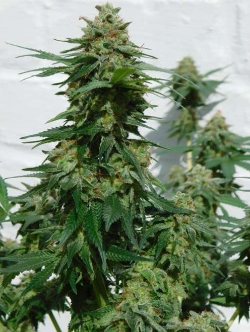 LA Affie (Cali Connection) feminizowane