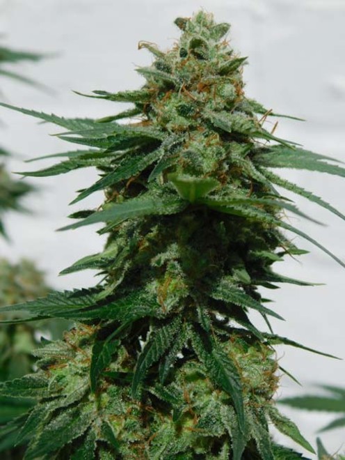 LA Affie (Cali Connection) feminizowane