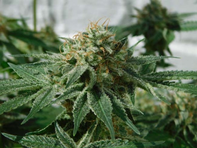 LA Affie (Cali Connection) feminizowane