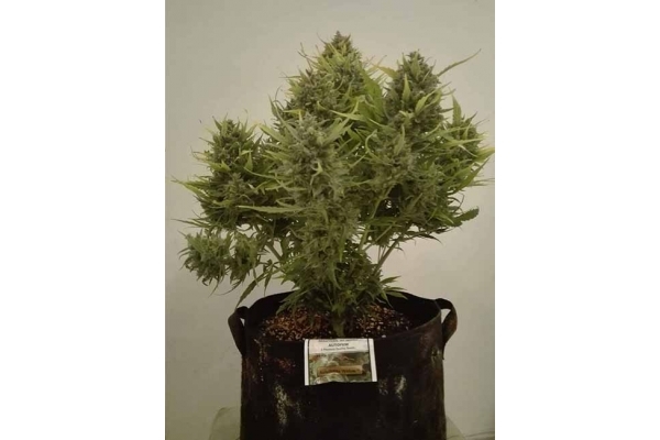 Auto White Widow (Dutch Passion) feminizowane