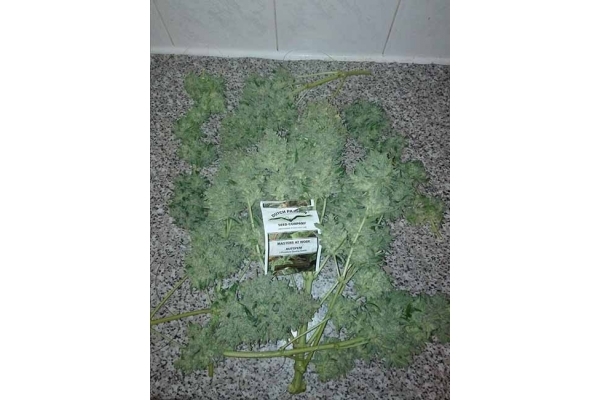 Auto White Widow (Dutch Passion) feminizowane