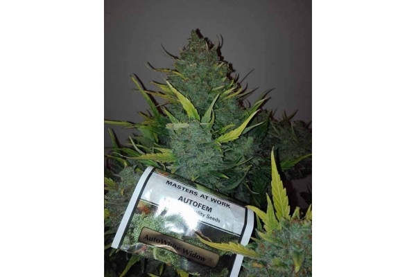 Auto White Widow (Dutch Passion) feminizowane