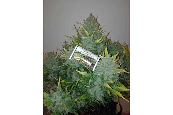 Auto White Widow (Dutch Passion) feminizowane