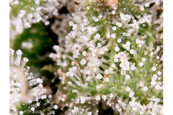 Blue Auto Mazar (Dutch Passion) nasiona marihuany feminizowane Automat