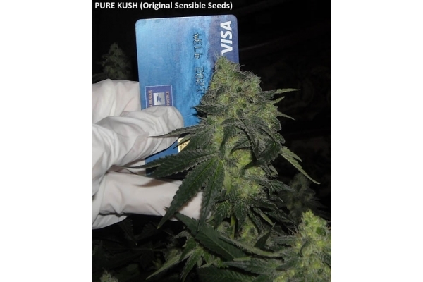 Pure Kush (Original Sensible) feminizowane Pure Kush (Original Sensible) feminizowane