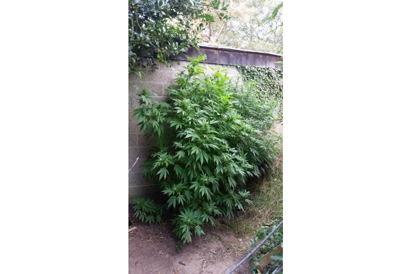 Big Bomb (Bomb Seeds) nasiona marihuany feminizowane Big Bomb (Bomb Seeds) nasiona marihuany feminizowane