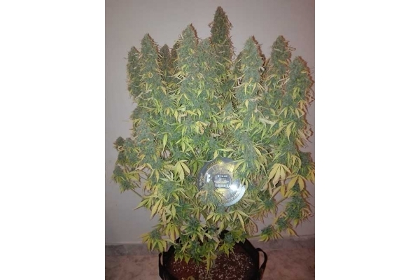 Big Bang Automat (Greenhouse Seeds) nasiona marihuany feminizowane