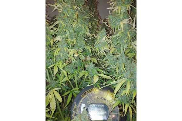 Big Bang Automat (Greenhouse Seeds) nasiona marihuany feminizowane