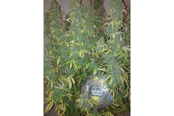 Big Bang Automat (Greenhouse Seeds) nasiona marihuany feminizowane