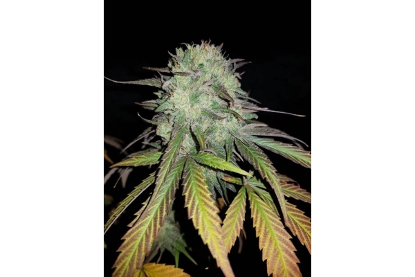 Painkiller XL (Royal Queen Seeds) feminizowane