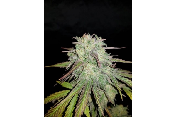 Painkiller XL (Royal Queen Seeds) feminizowane