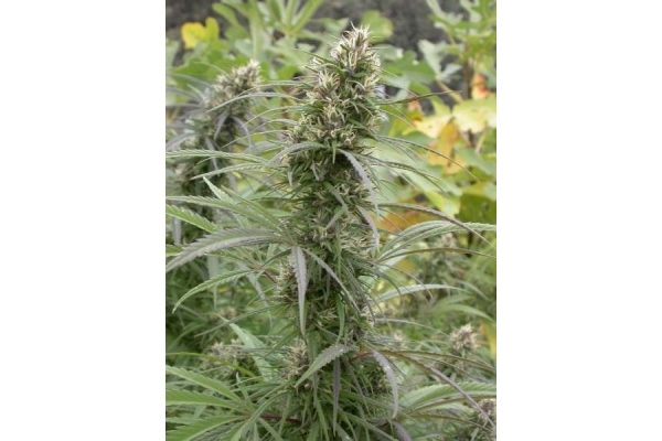 Congo (ACE Seeds) feminizowane