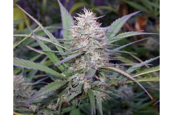 Congo (ACE Seeds) feminizowane