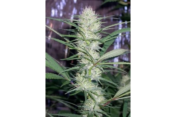 Congo (ACE Seeds) feminizowane