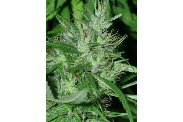Congo (ACE Seeds) feminizowane