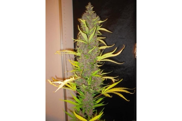 Congo (ACE Seeds) feminizowane