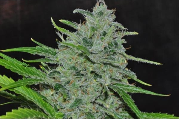 Malawi (ACE Seeds) feminizowane