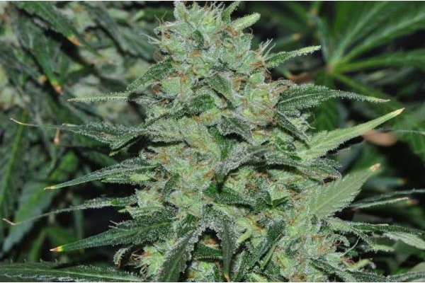 Malawi (ACE Seeds) feminizowane