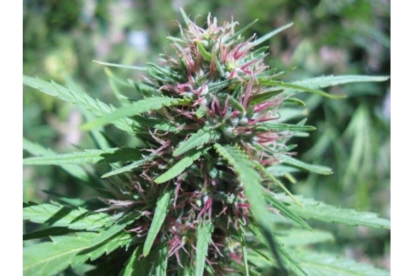 Malawi (ACE Seeds) feminizowane
