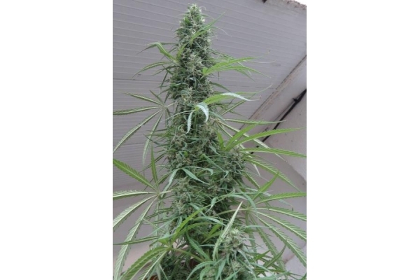 Golden Tiger (ACE Seeds) feminizowane