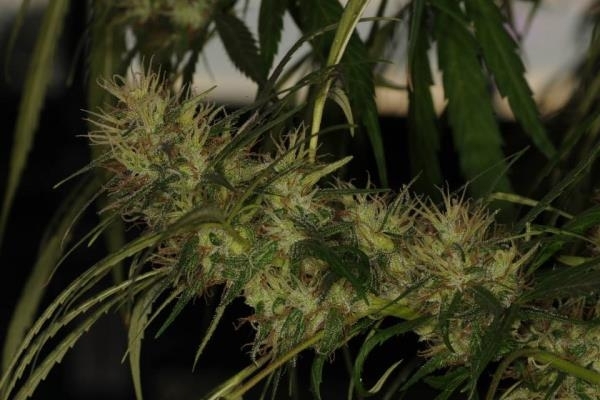 Golden Tiger (ACE Seeds) feminizowane