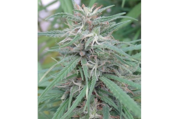 Golden Tiger (ACE Seeds) feminizowane