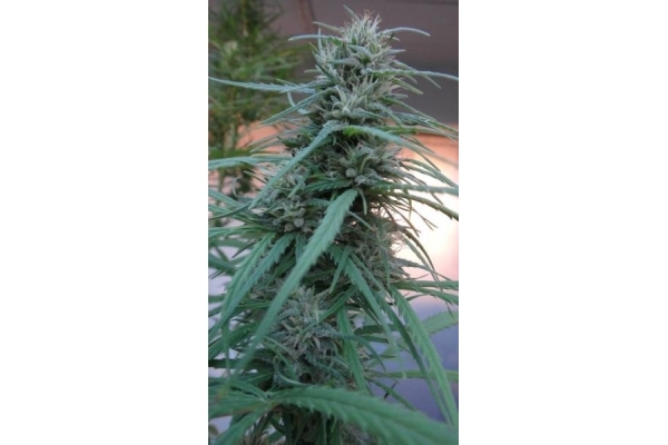 Golden Tiger (ACE Seeds) feminizowane