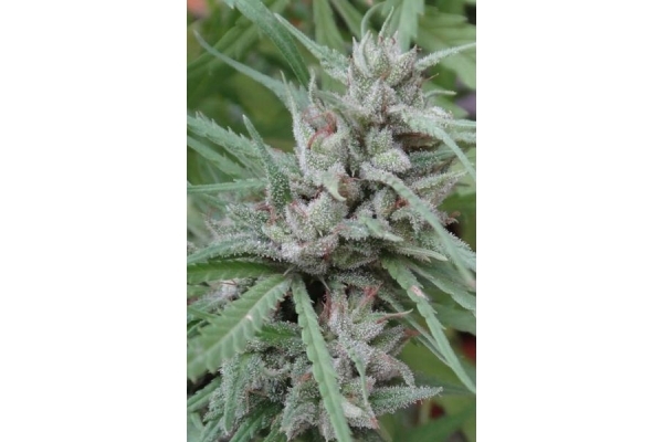 Golden Tiger (ACE Seeds) feminizowane
