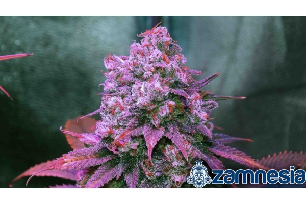 Blue Dream (Zamnesia Seeds) feminizowane