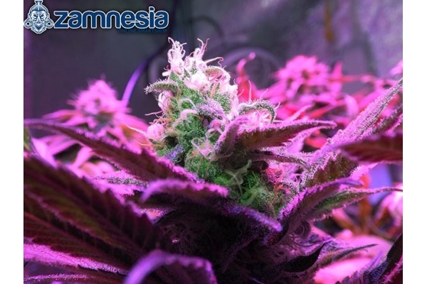 Blue Dream (Zamnesia Seeds) feminizowane