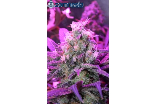 Blue Dream (Zamnesia Seeds) feminizowane