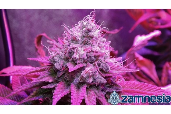 Blue Dream (Zamnesia Seeds) feminizowane