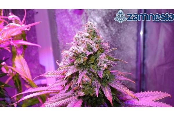 Blue Dream (Zamnesia Seeds) feminizowane