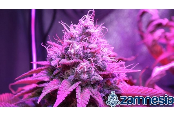 Blue Dream (Zamnesia Seeds) feminizowane