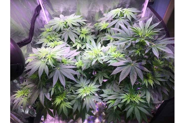 Blue Dream (Zamnesia Seeds) feminizowane