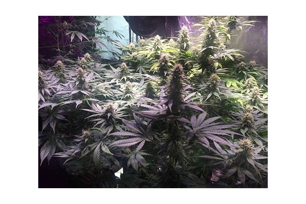 Blue Dream (Zamnesia Seeds) feminizowane