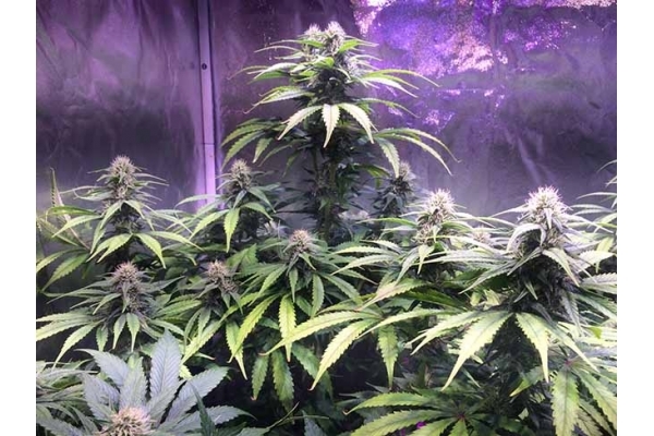 Blue Dream (Zamnesia Seeds) feminizowane