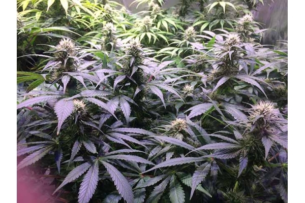 Blue Dream (Zamnesia Seeds) feminizowane