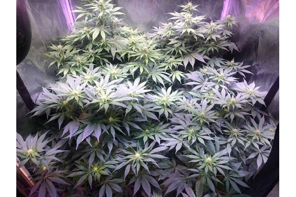 Blue Dream (Zamnesia Seeds) feminizowane