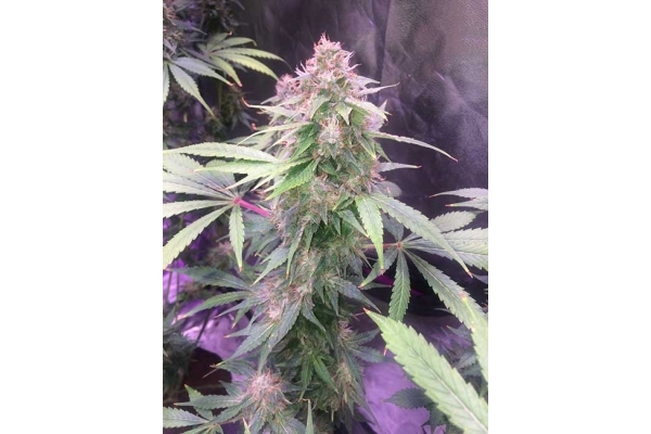 Blue Dream (Zamnesia Seeds) feminizowane