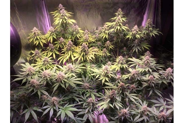 Blue Dream (Zamnesia Seeds) feminizowane