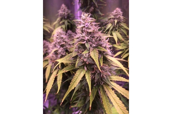 Blue Dream (Zamnesia Seeds) feminizowane