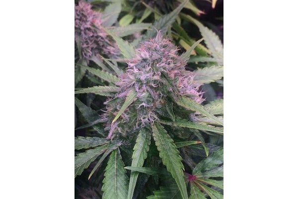 Blue Dream (Zamnesia Seeds) feminizowane