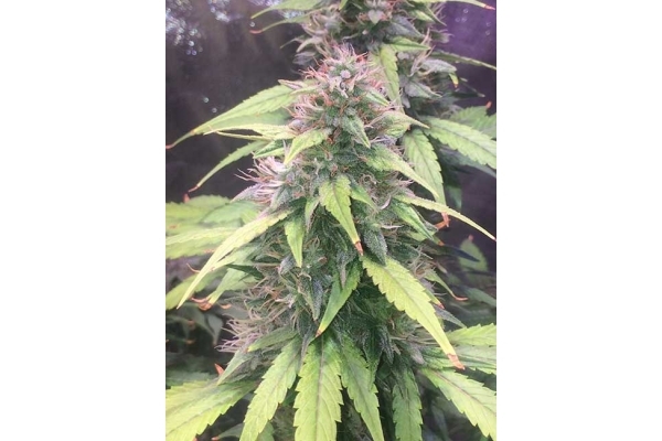 Blue Dream (Zamnesia Seeds) feminizowane