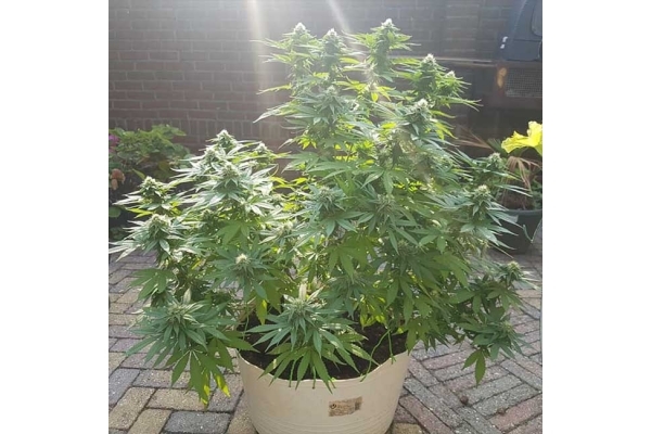 Blue Dream (Zamnesia Seeds) feminizowane