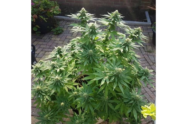Blue Dream (Zamnesia Seeds) feminizowane