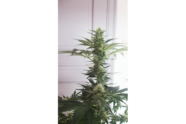 Blue Dream (Zamnesia Seeds) feminizowane