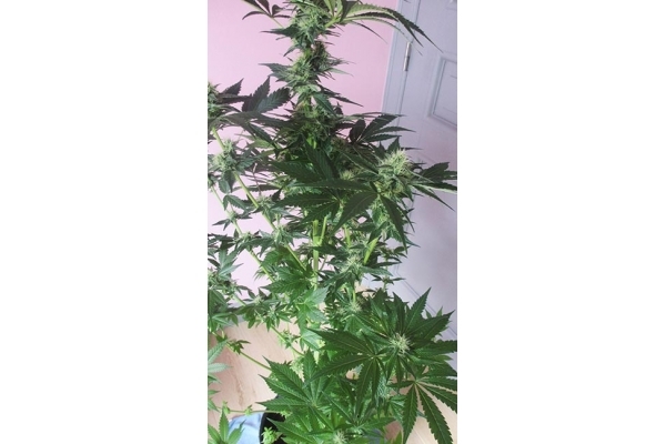 Blue Dream (Zamnesia Seeds) feminizowane